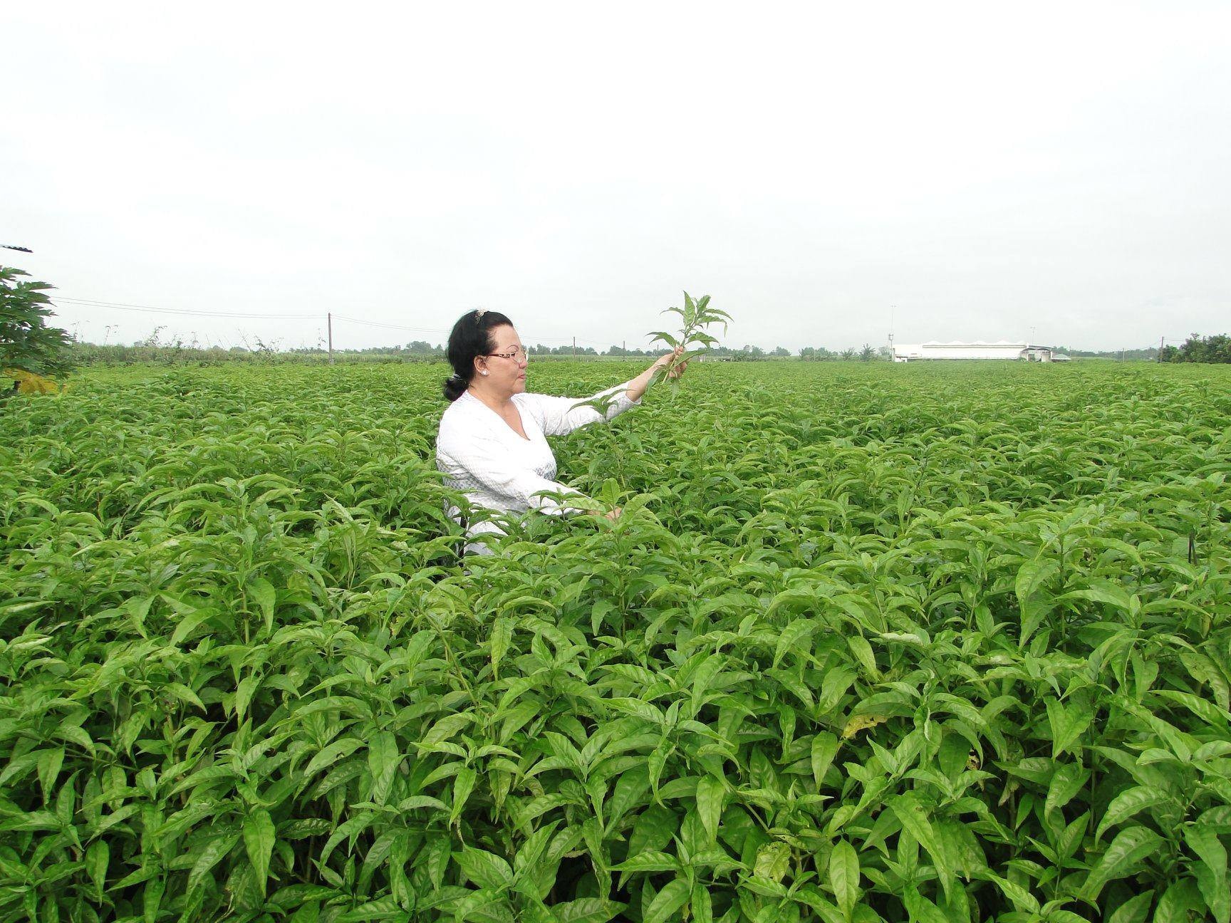 TRÀ HOÀN NGỌC – “Quý nhân” của gia đình tôi