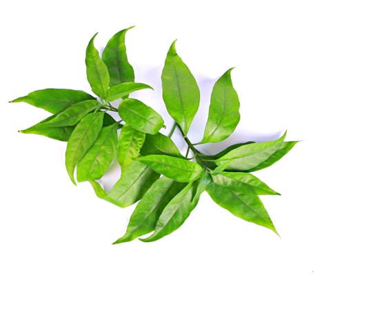 Công dụng cây Hoàn Ngọc hay còn được gọi là cây Xuân Hoa