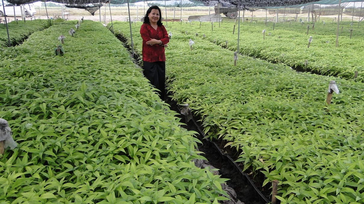 Phát hiện hợp chất mới từ cây HOÀN NGỌC: PALATILIGNAN BNGATN